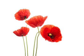 Red poppies flower isolated on a white background. - obrazy, fototapety, plakaty