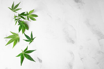 Cannabis hemp leaves