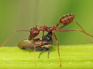 close-up of weaver ants caught the other insects