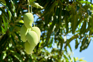 bunch of raw mangos on the tree