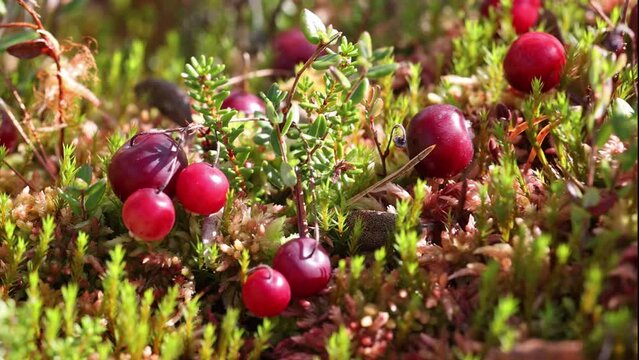 Video with red ripe cranberry. Close up of berries in autumn fores