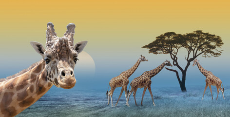 Giraffe savannah landscape