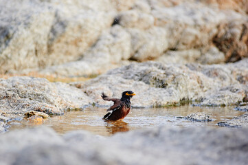 Mayna black little bird bathing at rocks.