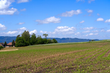Scenic rural landscape near village Forch, Canton Zürich, on a sunny summer day near village Forch, Canton Zürich. Photo taken June 8th, 2022, Forch, Switzerland.