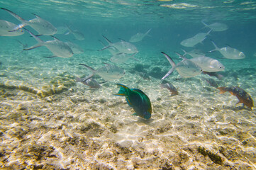 A school of tropical fish underwater and sky with cloud, split view above and below water surface.