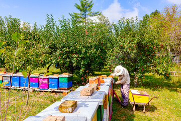 Apiarist, beekeeper is checking bees on honeycomb wooden frame