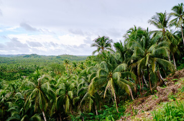 Fototapeta na wymiar Tropical landscape. Big coconut palm trees plantation.