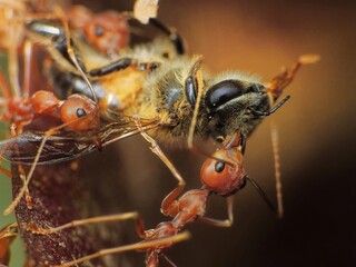 close-up of weaver ants caught the other insects