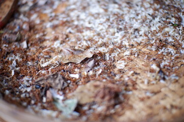 brown texture or  egg ant or telur semut rangrang atau semut merah or kroto makanan burung