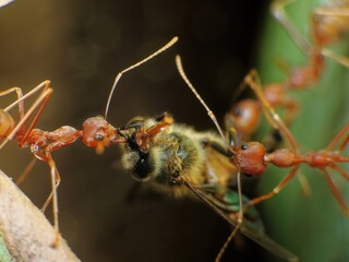 close-up of weaver ants caught the other insects