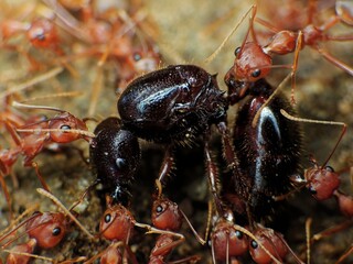 close-up of weaver ants colony caught the othe insects