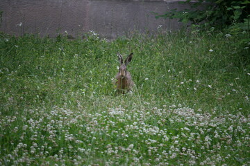 Hare sitting outdoors surrounded by plants