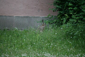 Hare sitting outdoors surrounded by plants