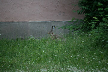 Hare sitting outdoors surrounded by plants