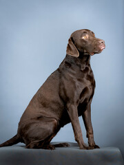 Chocolate labrador sitting in a photography studio