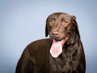 Portrait of a chocolate labrador retriever