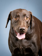 Portrait of a chocolate labrador retriever