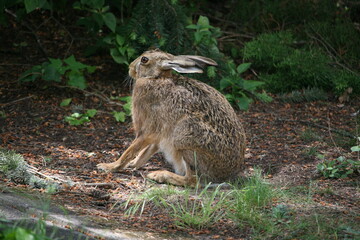 Hare sitting outdoors surrounded by plants