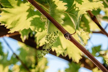 Young blooming cluster of grapes on the grape vine on vineyard backlit with the sun rays