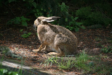 Hare sitting outdoors surrounded by plants