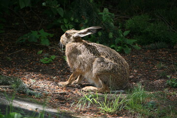 Hare sitting outdoors surrounded by plants