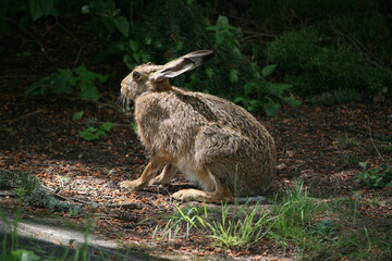 Hare sitting outdoors surrounded by plants