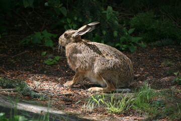 Hare sitting outdoors surrounded by plants