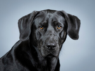 Portrait of a black labrador retriever