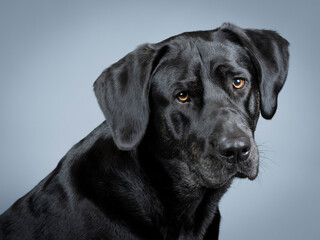 Portrait of a black labrador retriever
