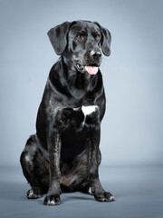 Black labrador retriever sitting in a photo studio