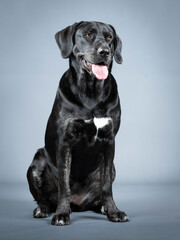 Black labrador retriever sitting in a photo studio
