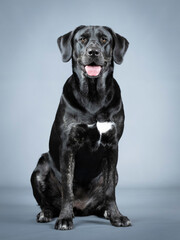 Black labrador retriever sitting in a photo studio