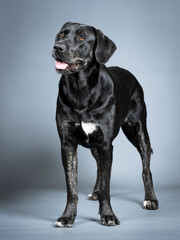 Black labrador retriever standing
