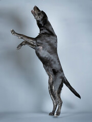 Obraz na płótnie Canvas Half Blood black labrador dog jumping