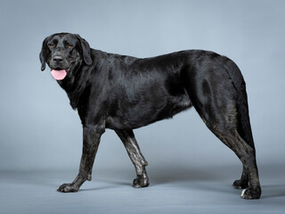 Black labrador retriever standing
