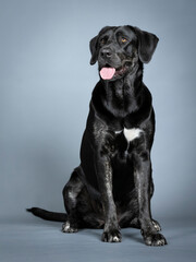 Black labrador retriever sitting in a photo studio