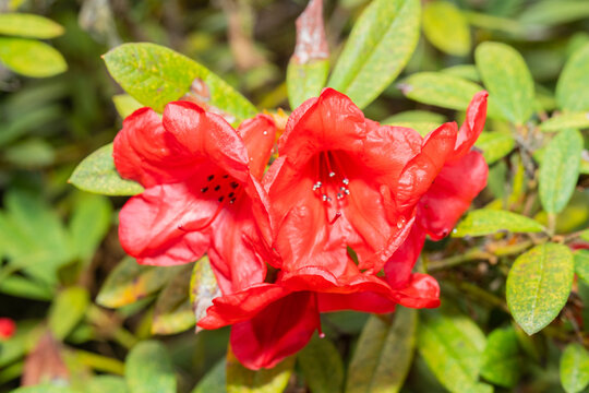 Rhododendron neriiflorum