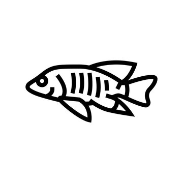 recommend clip art: african cichlids line icon vector. african cichlids sign. isolated contour symbol black illustration