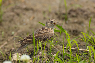 雑草の生えた土とヒバリ