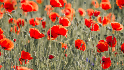 Fototapeta na wymiar Glade of scarlet poppies on a green meadow