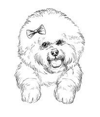 Bichon Frise hand drawing dog vector isolated illustration