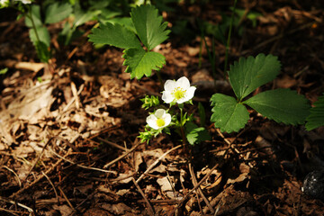 Close up strawberry blooming. Spring berries growing in the garden