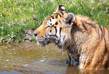 Amour tiger in the water, cooling down or playing