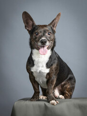 Small black mongrel dog with white chest sitting