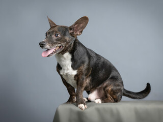 Small black mongrel dog with white chest sitting