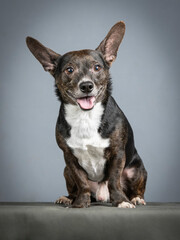 Small black mongrel dog with white chest sitting