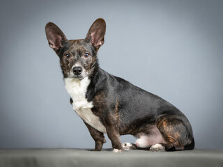 Small black mongrel dog with white chest sitting