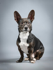 Small black mongrel dog with white chest sitting