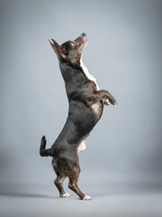 Dark mongrel dog with white chest jumping