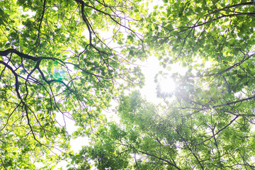 Upward glance to sun rays shines through forest trees. Scattered sunlight that filters through green oak leaves. Sunny summer nature background with sunshine radiant bokeh. Japanese Komorebi concept